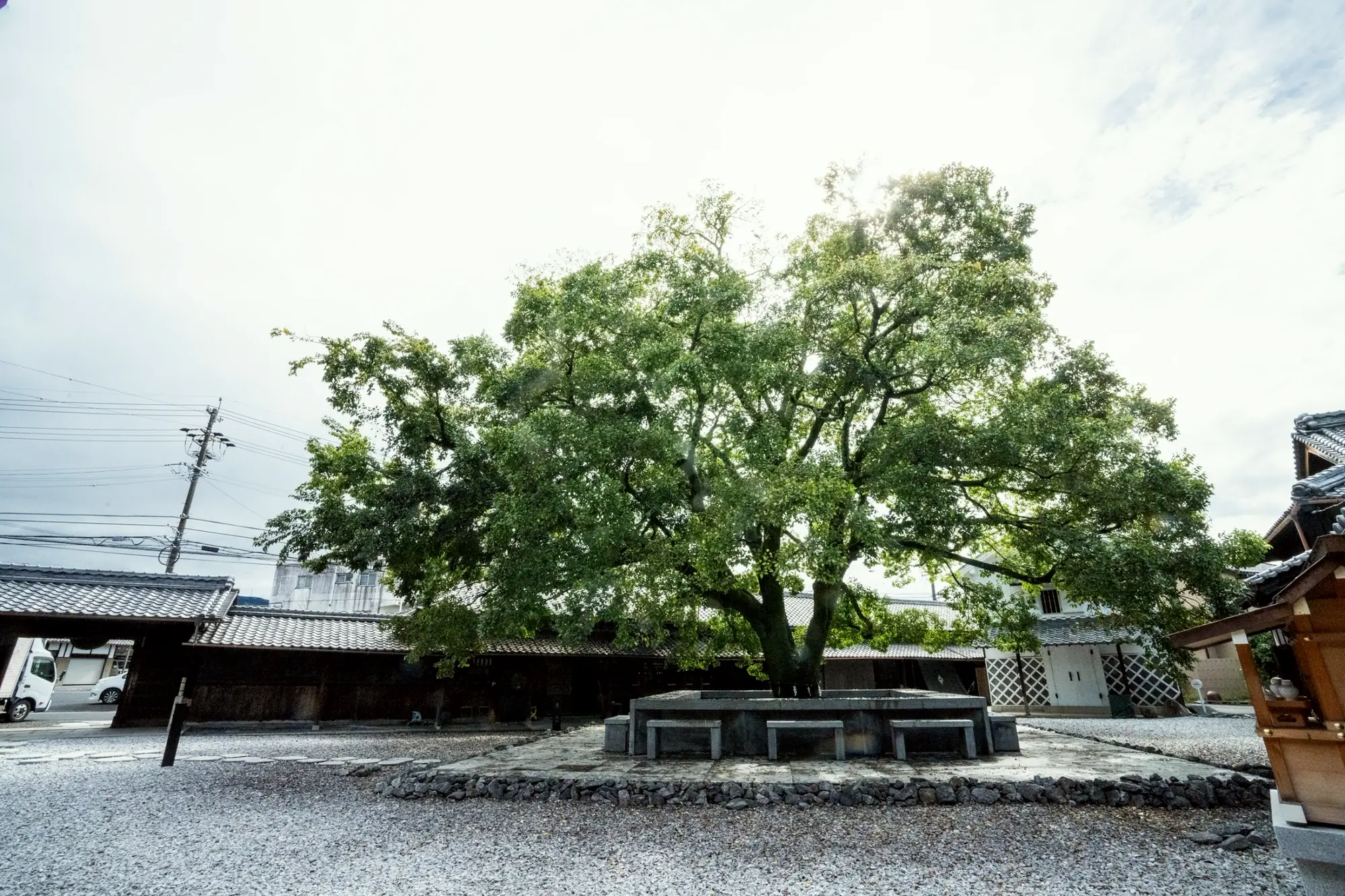 敷地に立つ大きな欅の木と蔵