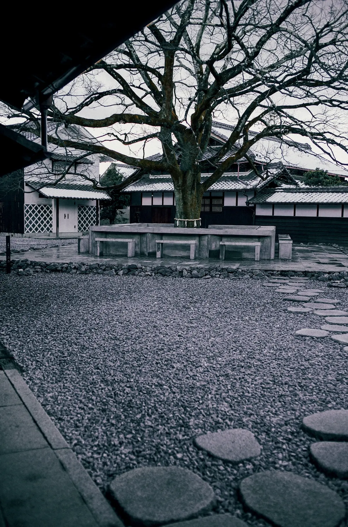 ご神木を望む中庭
