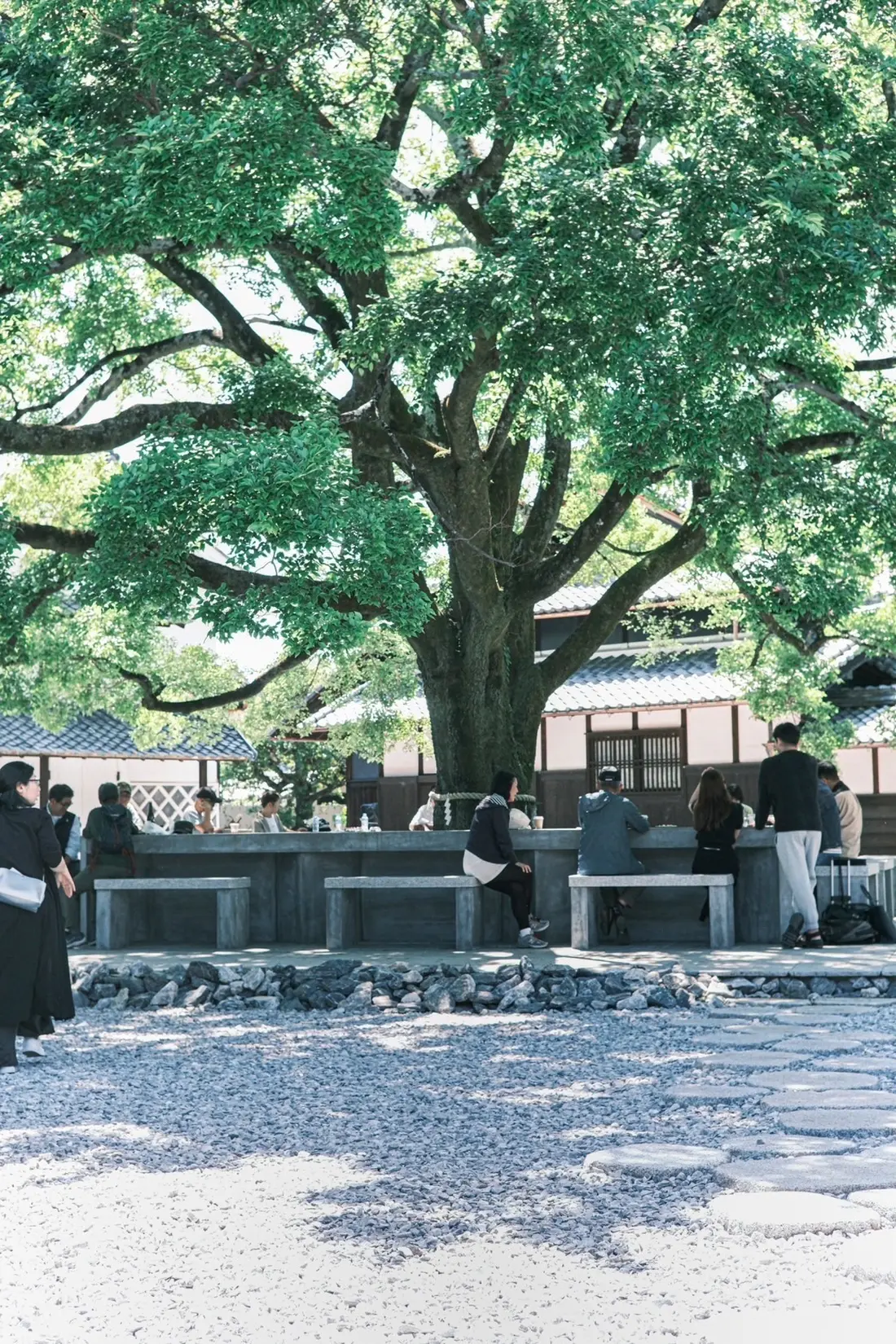 ご神木の下のベンチで過ごす人々