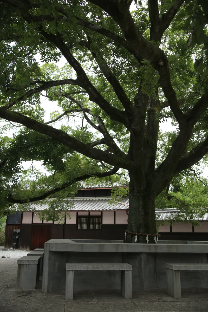 中島醸造の中庭に立つご神木の欅と、蔵の屋根、根元をかこむ石のベンチ